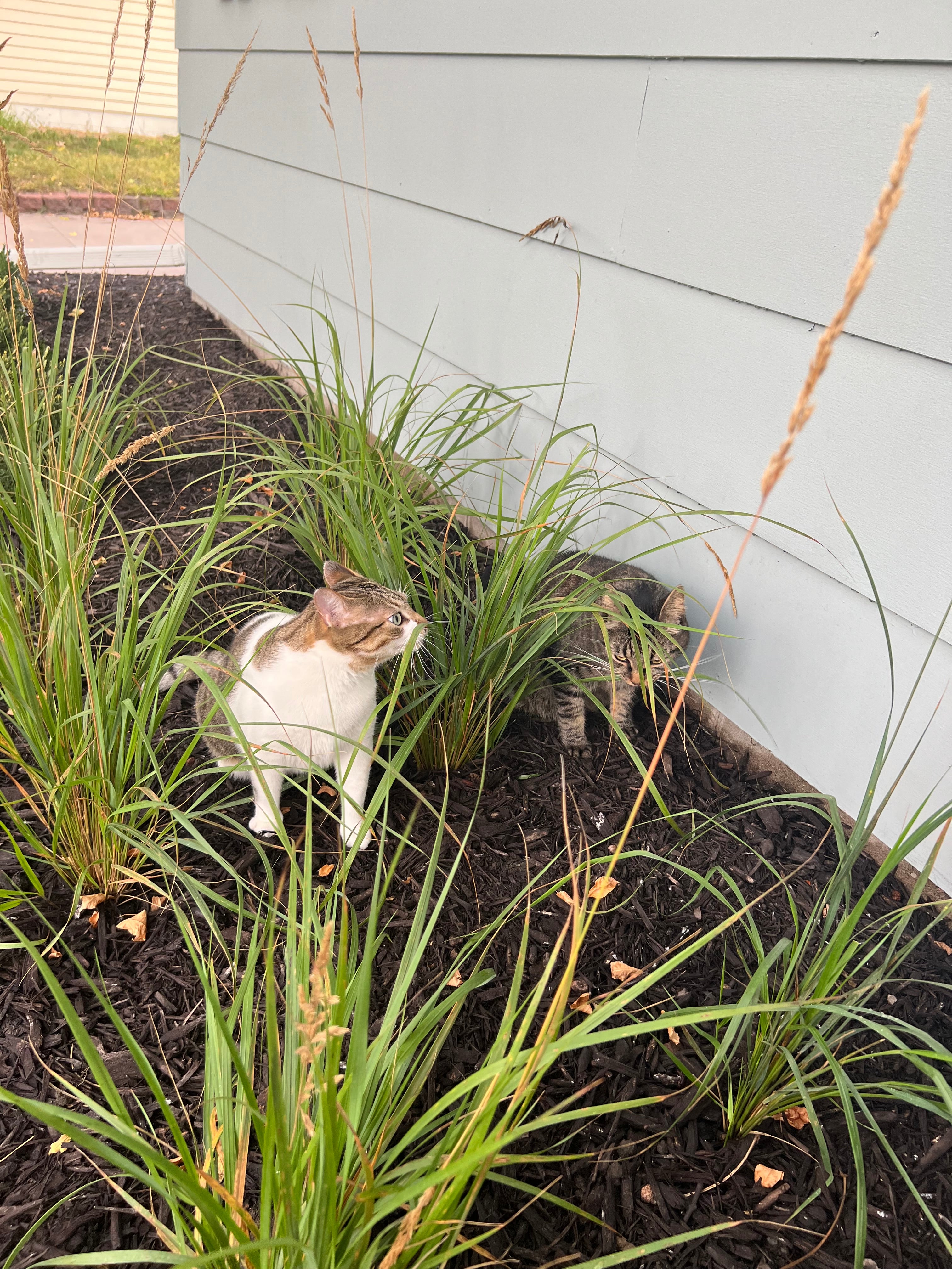 Landscaping Services - Consultation