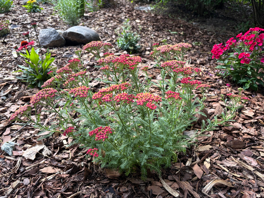 Landscaping Services - Consultation