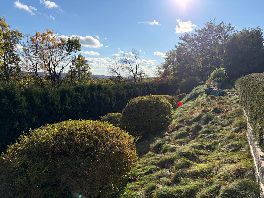 Garden Maintenance - Consultation