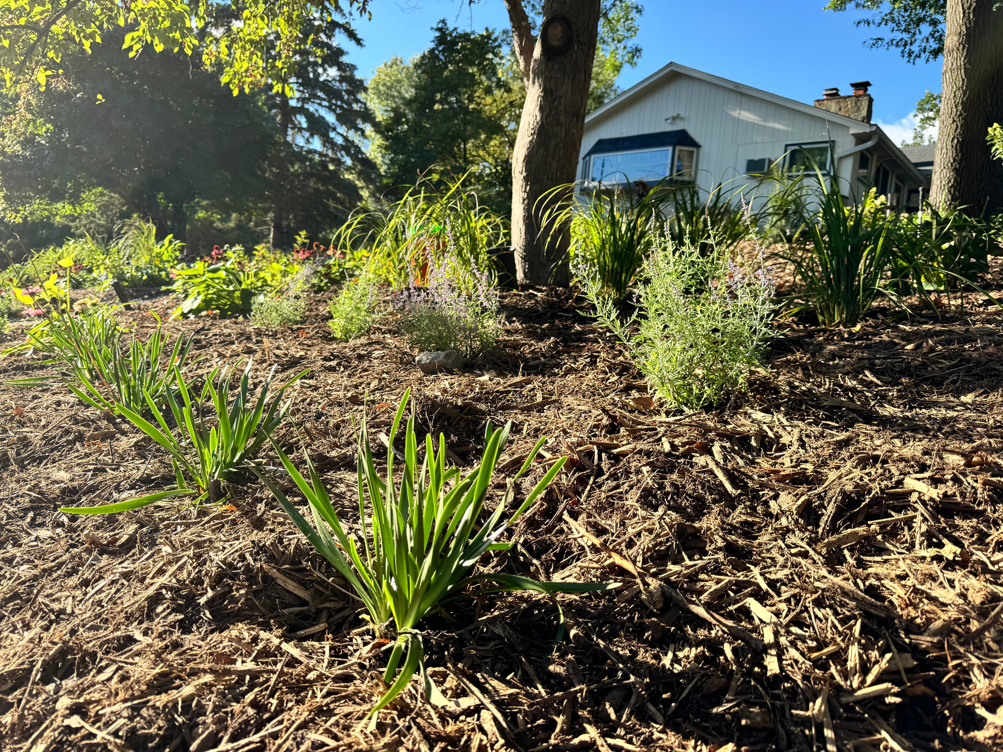 Landscaping Services - Consultation