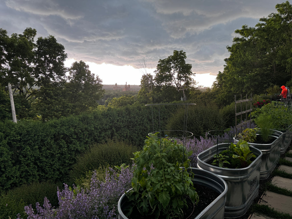 Landscaping Services - Consultation